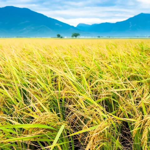 want-want_zutaten_02_chishang_reis